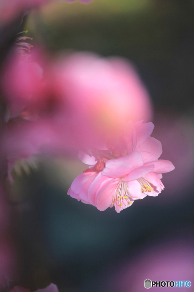 早春の妖精