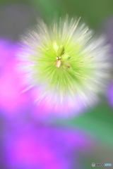 地上の花火