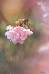 満開
