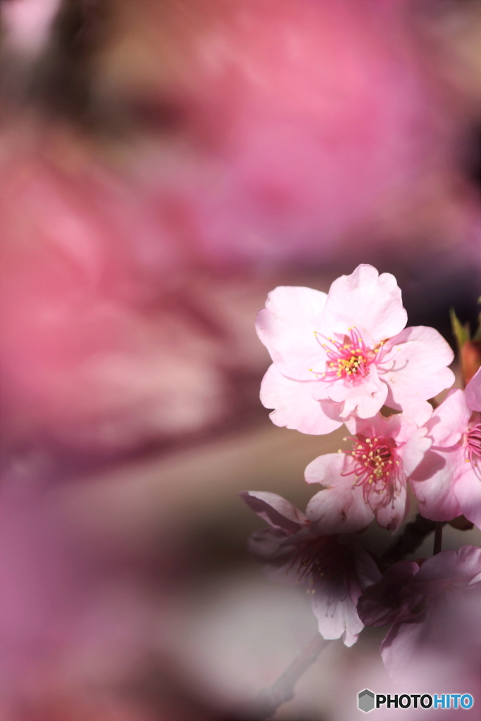 花、一輪、、