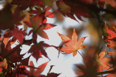 秋、燃える、、