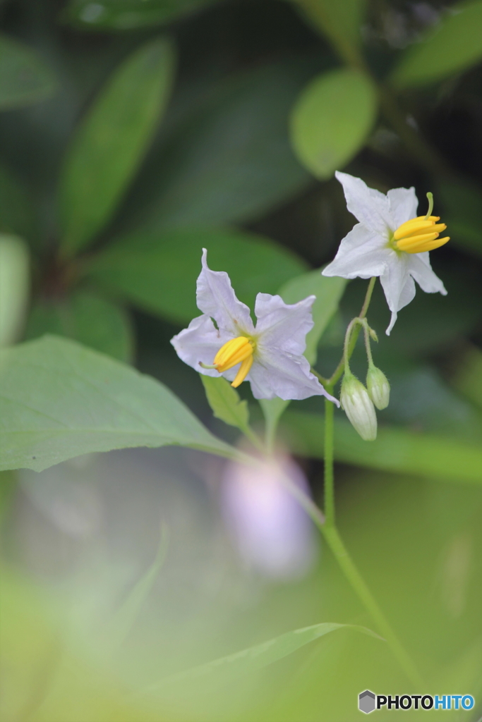 野の花