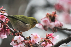 春の訪問者