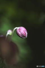 蕾..2