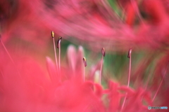 蕊