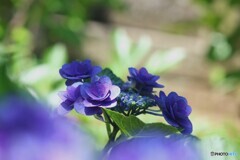 夏の妖精