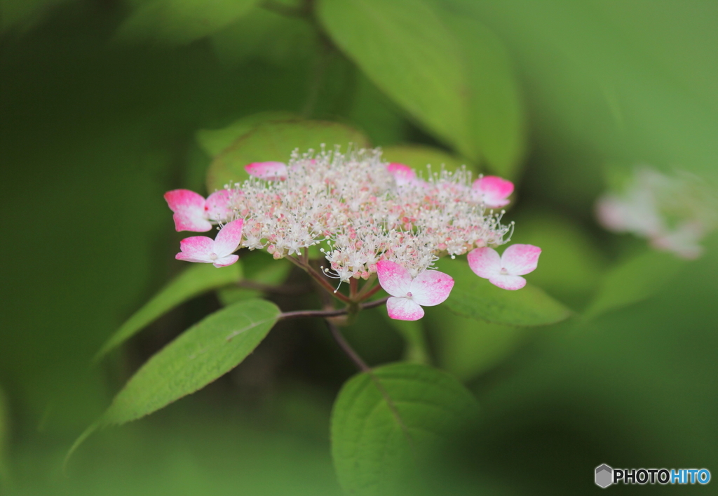紫陽花
