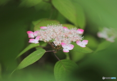 紫陽花