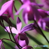 花のワルツ