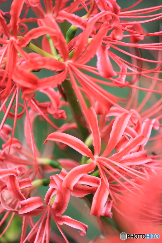 In full bloom