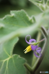 花、一輪、、 花、一輪、、