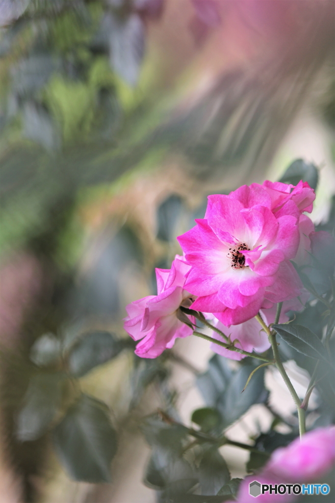 薔薇のある風景