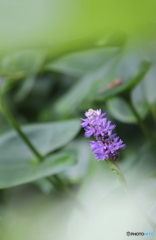 In the dream In the dream