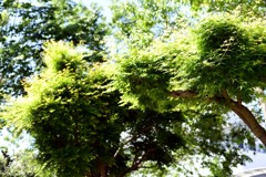 見上げて