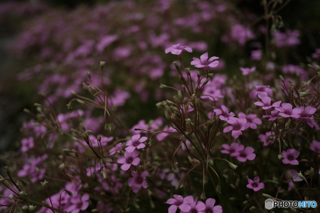 庭に咲く花