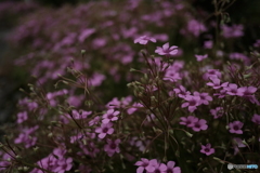 庭に咲く花