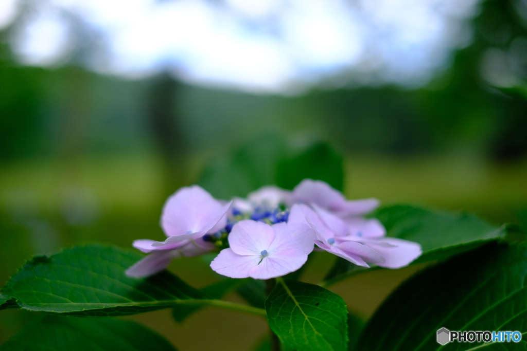 紫陽花