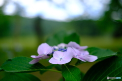 紫陽花