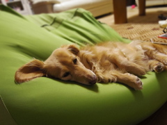 犬もダメになるソファ？