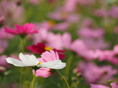秋桜