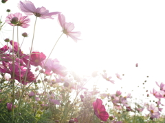 秋桜