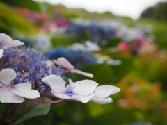 額紫陽花