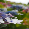 額紫陽花