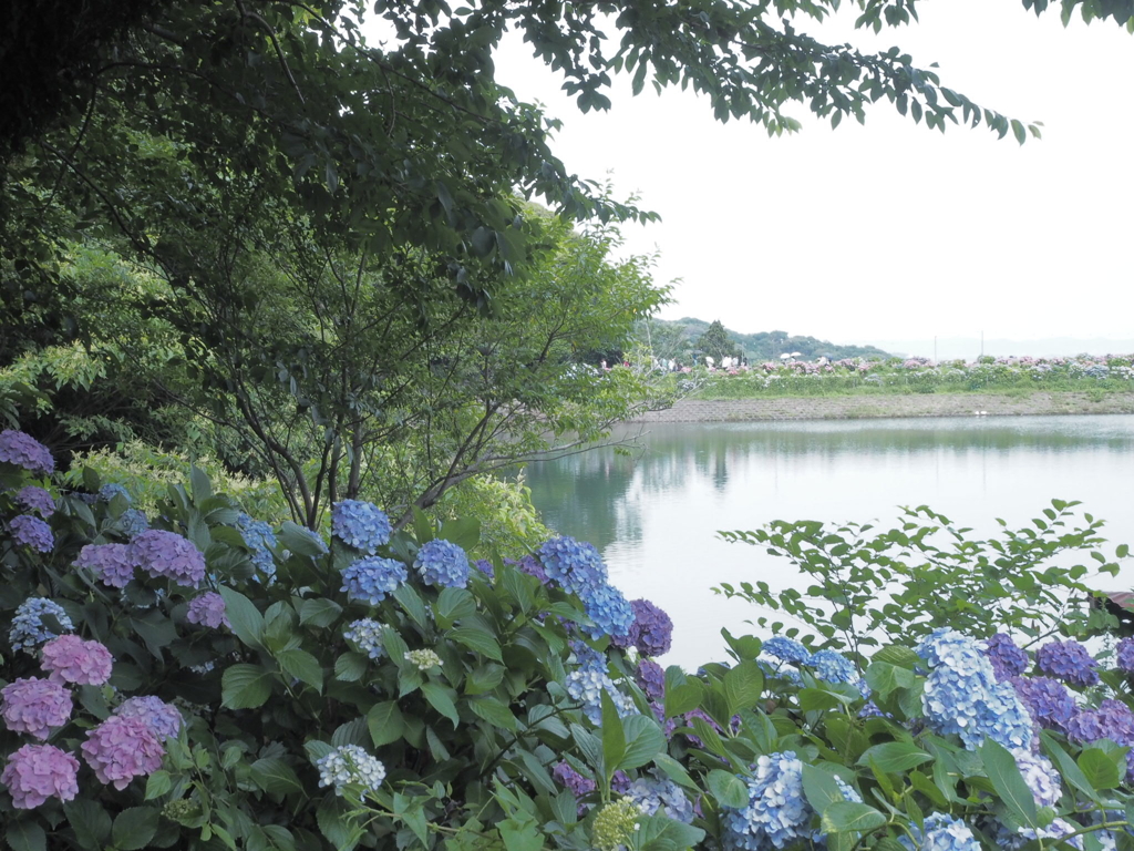 池のほとり