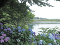 池のほとり
