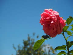 薔薇