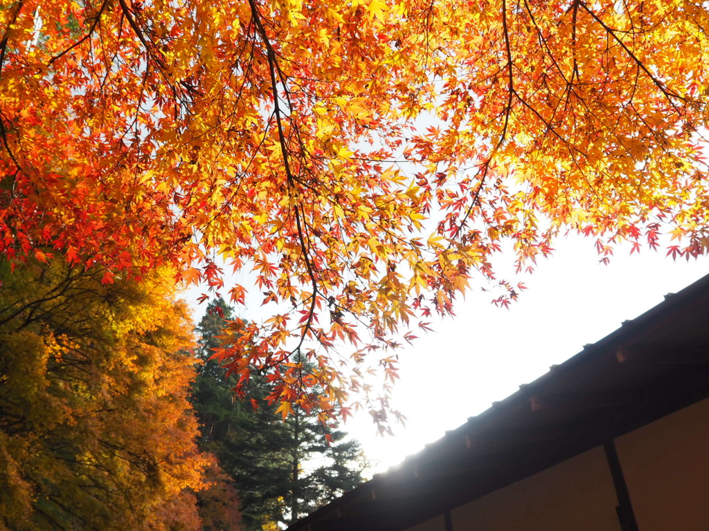 紅葉