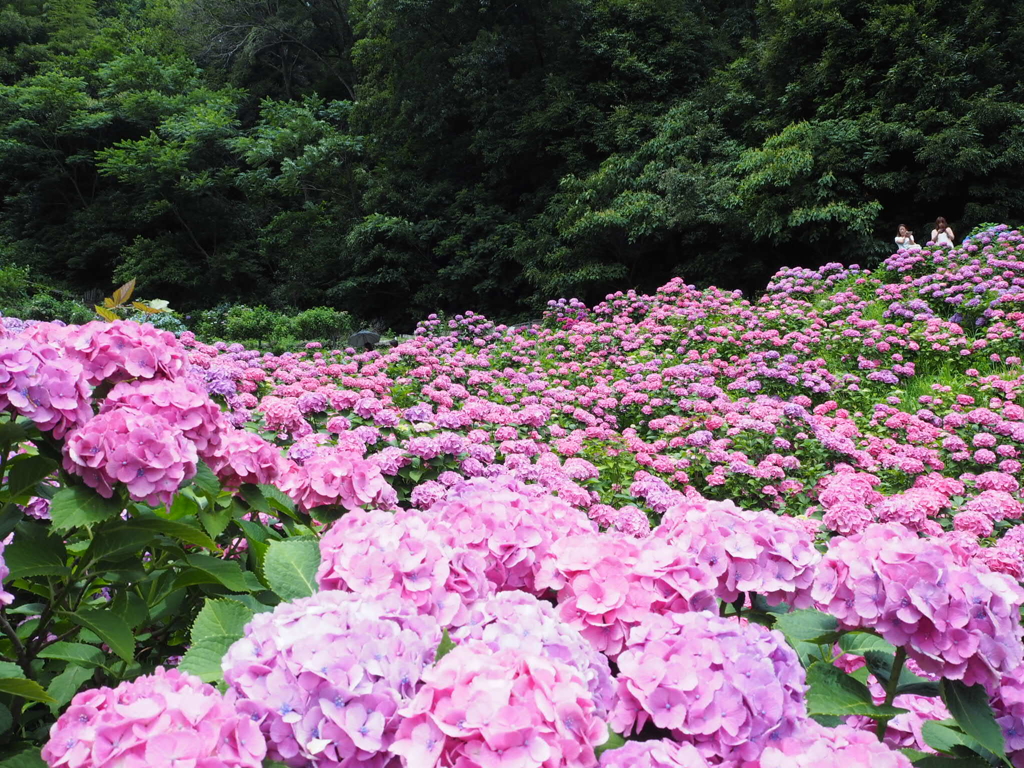 紫陽花の海