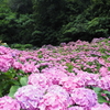 紫陽花の海