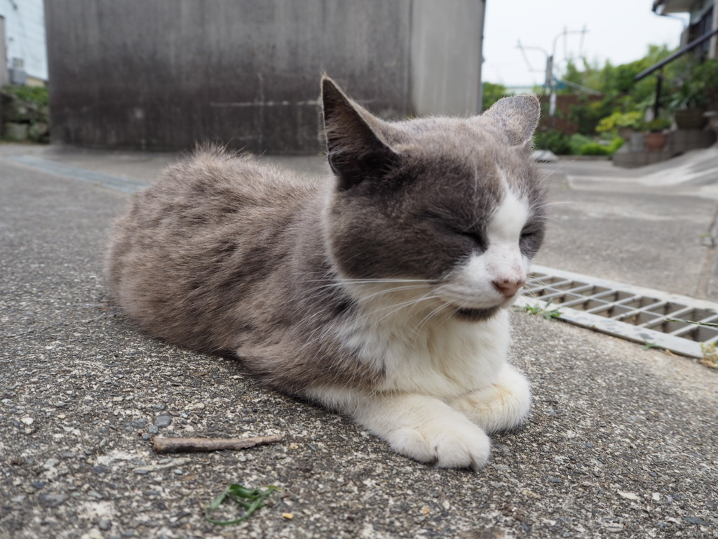 おひるねこ