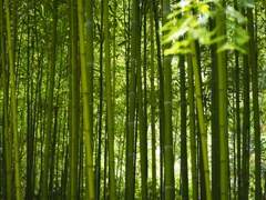 竹林