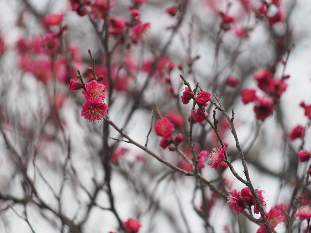 ほんのりぐるボケ