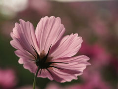 秋桜