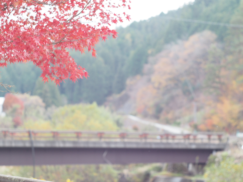 紅葉の向こう側