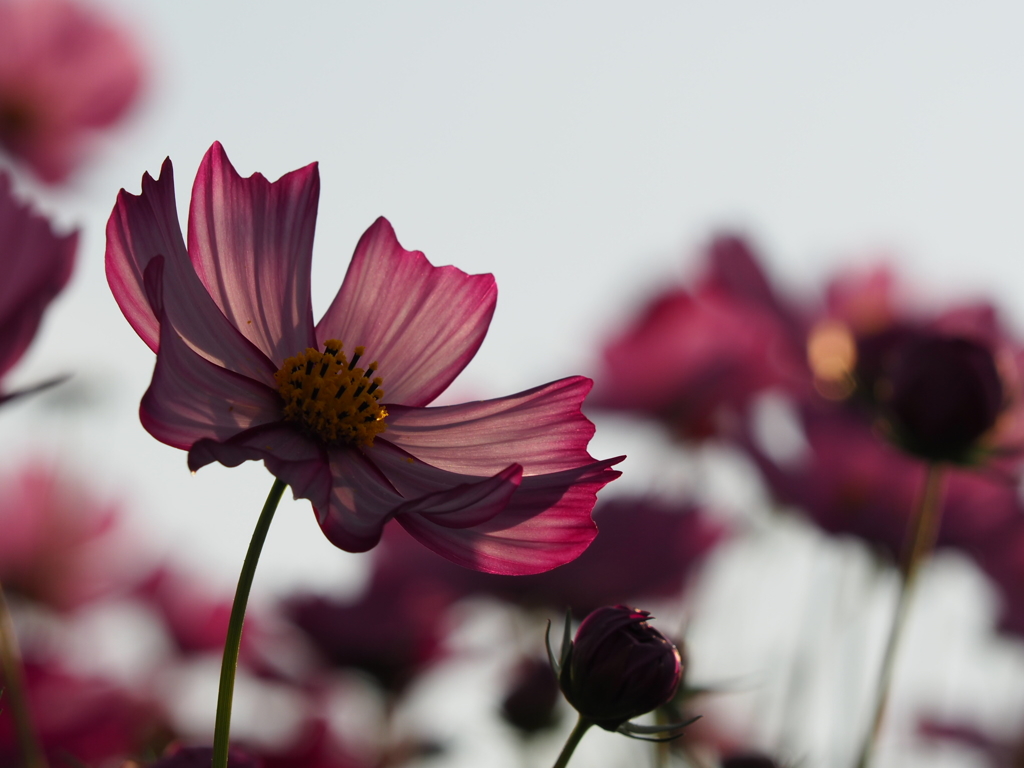 秋桜