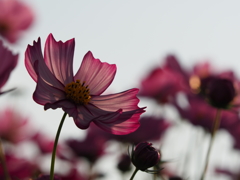秋桜