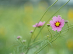 秋桜