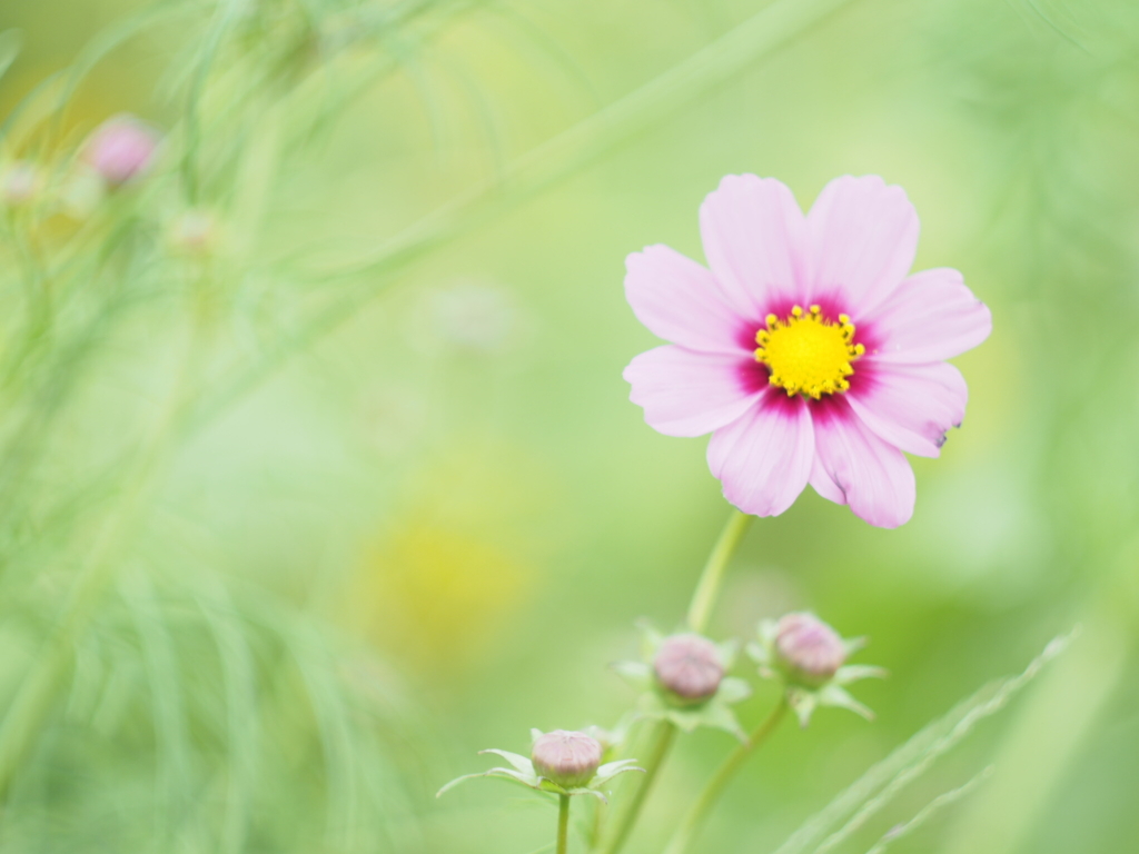 秋桜