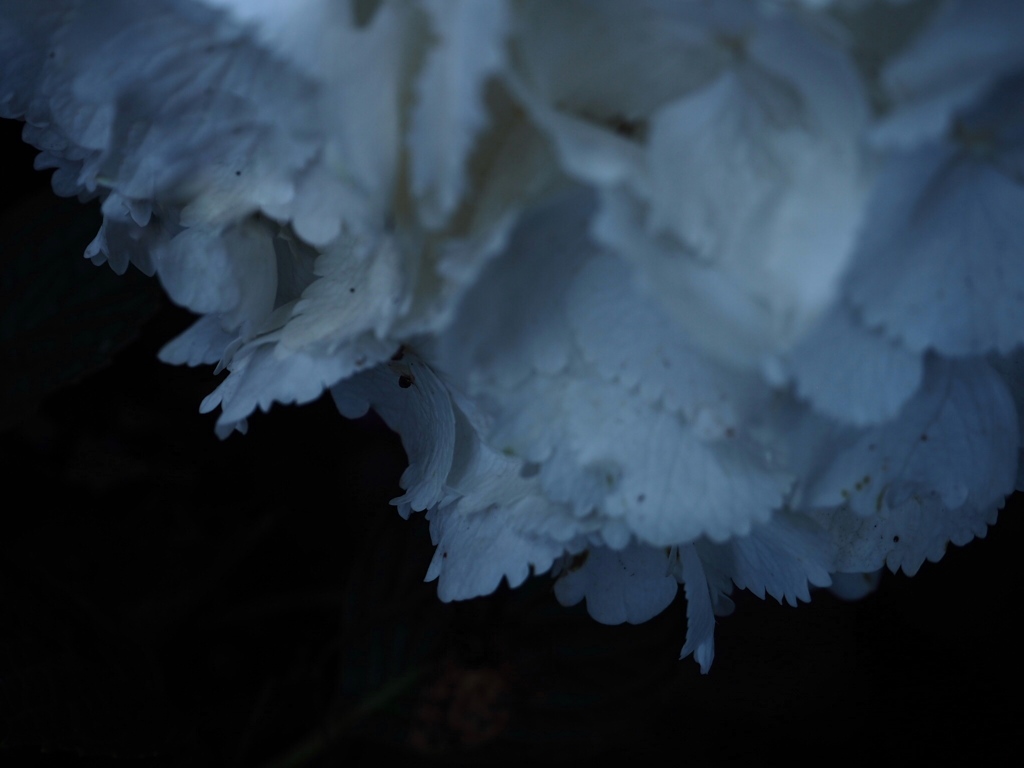 紫陽花
