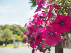 夏真っ盛り