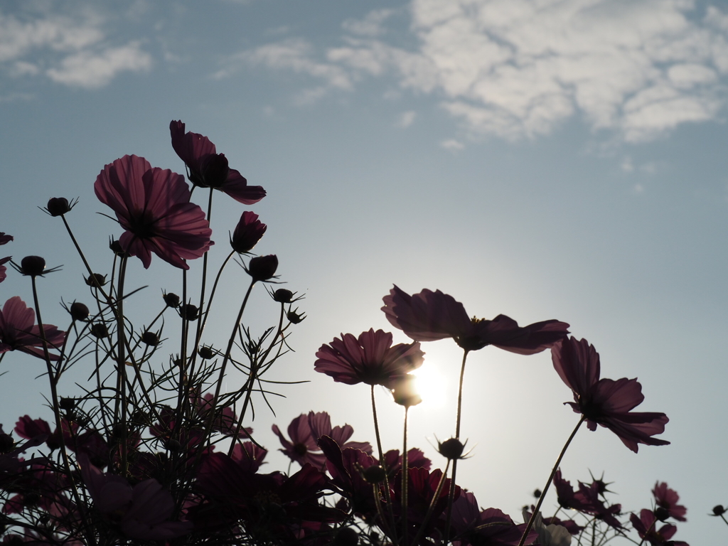 秋桜