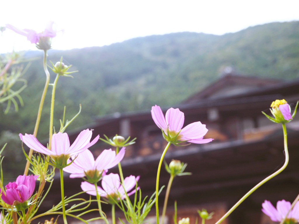 里山に咲く