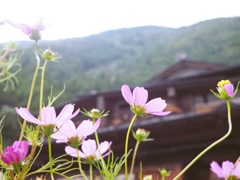 里山に咲く