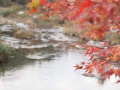 水辺紅葉