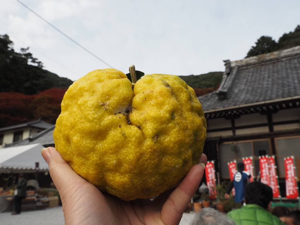 鬼柚子