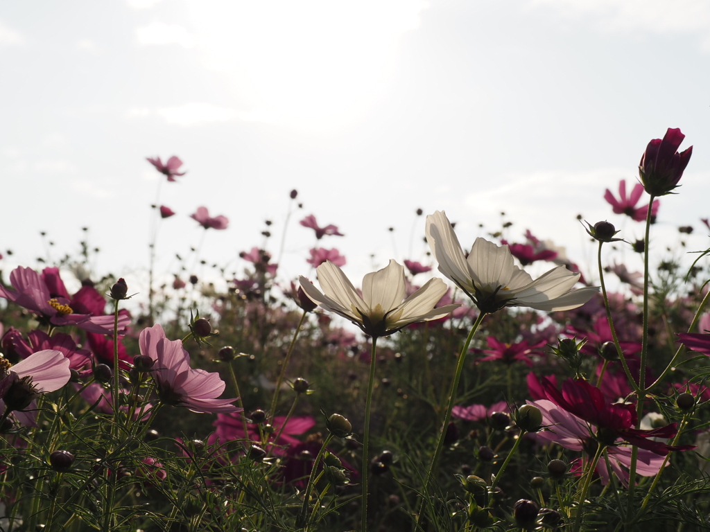 秋桜